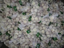 Hot Sale Normal White Garlic 2020