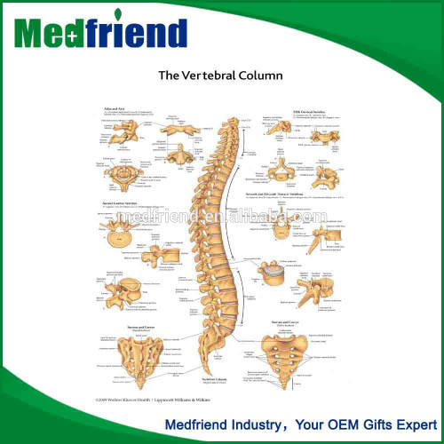 3D Medical Chart ----vertebral