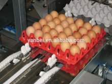 30 Eggs Plastic Egg Packaging Tray