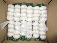 No purple stripes on Pure Snow White Garlic