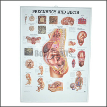 2014 promotional pvc embossed poster 3d medical chart