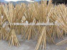 Chinese bamboo pole, Chinesse tonkin bamboo