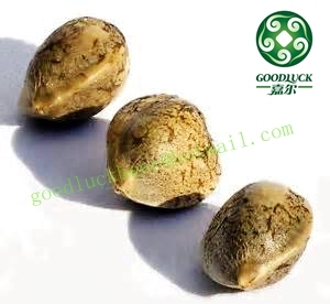 Chinese Hemp Seeds