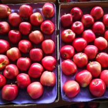 Fresh Sweet Huaniu Apple Red Delicious Apple