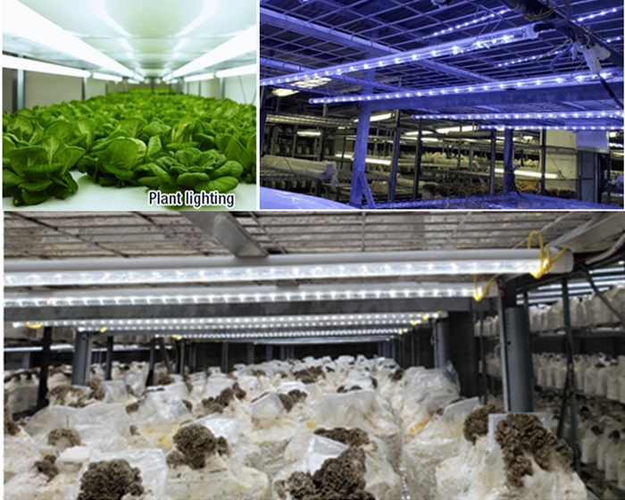 IP67 waterproof 5w 10w 18w LED grow lights for indoor plants led plant grow light