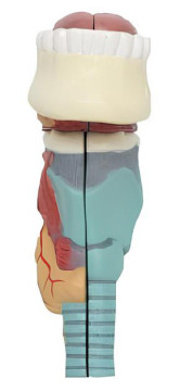 Throat with tongue tooth model