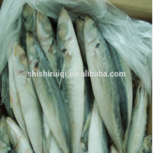 Whole frozen round scad frozen mackerel blue scad