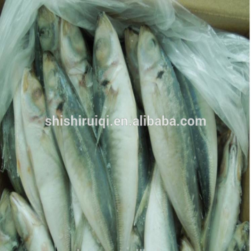 Whole frozen round scad frozen mackerel blue scad