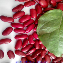 Dark red light speckled kidney beans