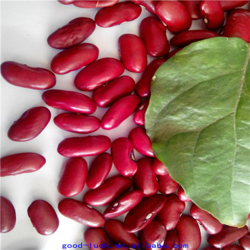 Dark red light speckled kidney beans