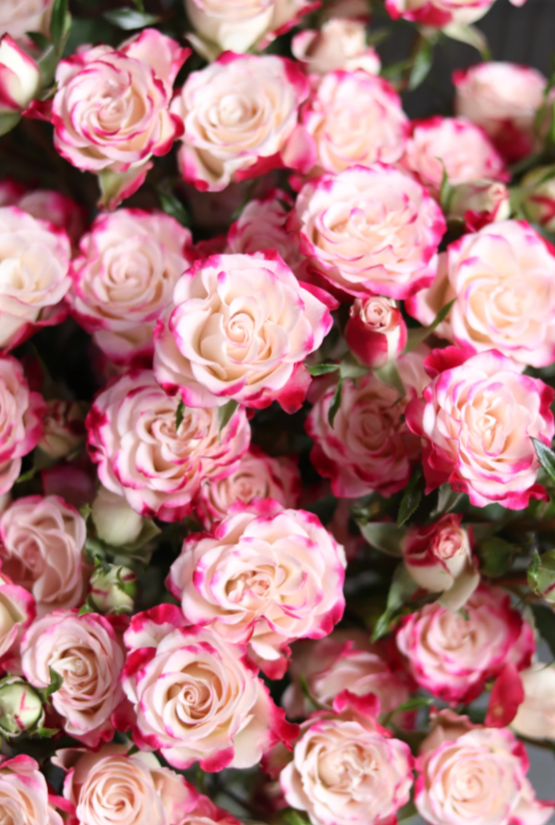 প্রতিবিম্বিত গোলাপ Reflexed Rose