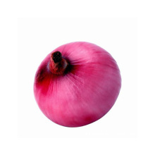 Chinese fresh red onion yellow onions for export