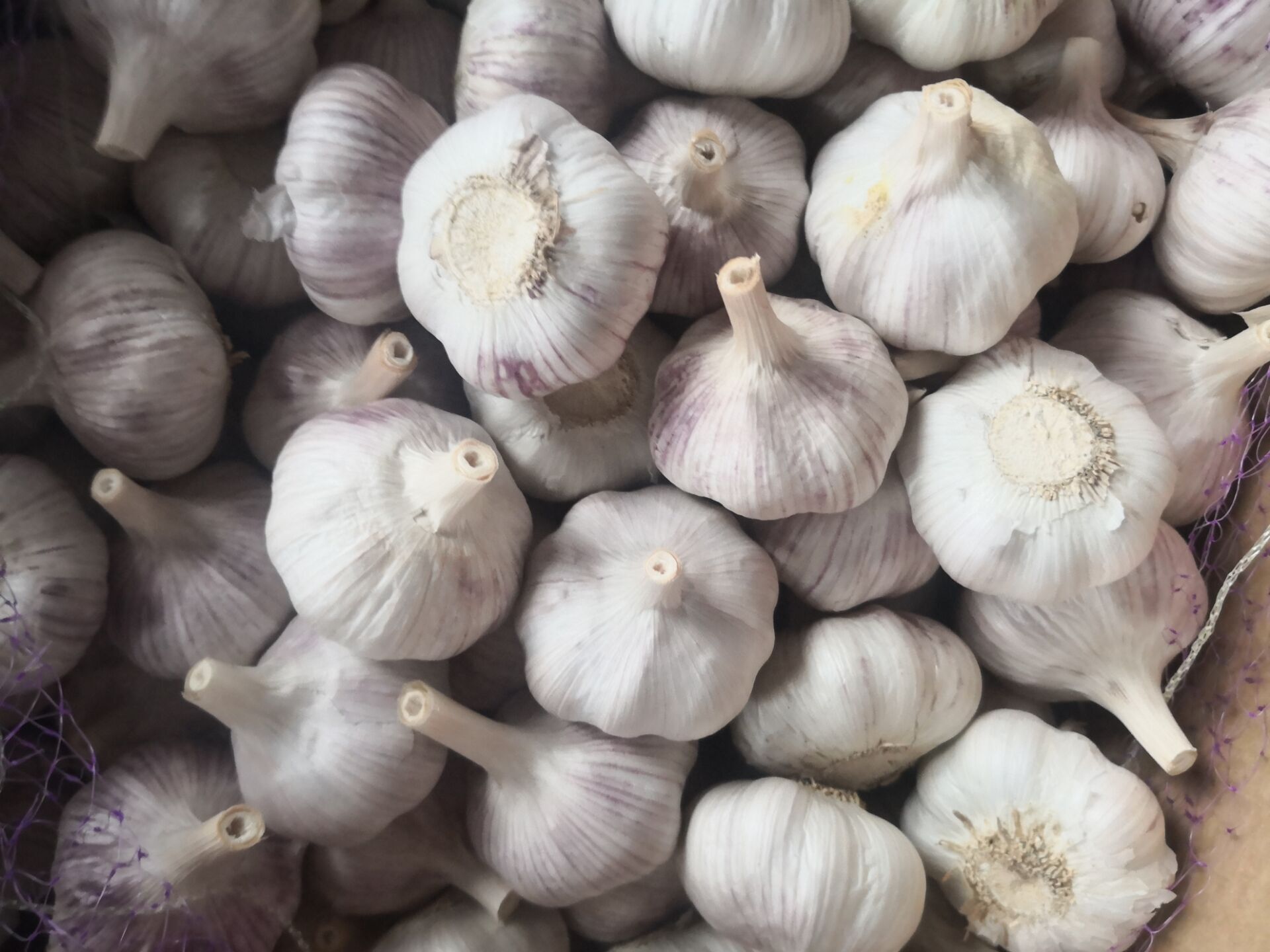 New Crop Only Garlic
