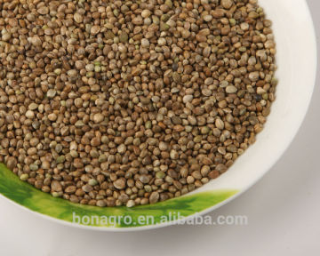 hemp seed