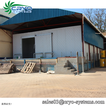 rent cold storage room for ginger