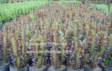 Euphorbia trigona 'Rubra'