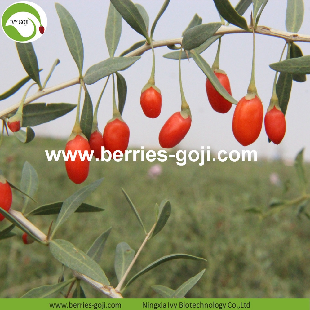 organic goji berry