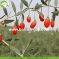 Factory Supply Nutrition Organic Certificated Wolfberries