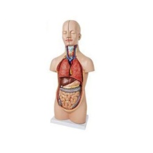 DARHMMY 50 cm Medical Human Anatomical Torso Model with 12 Parts