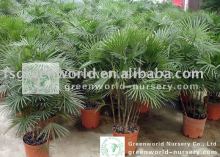 rhapis multifida small palm bushy