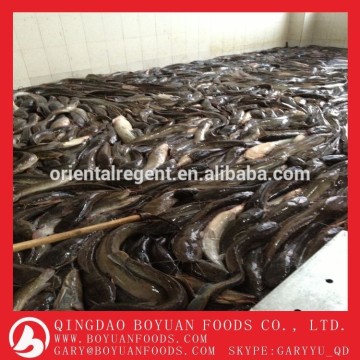 frozen catfish whole round