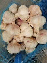 Super Quality New Normal Garlic