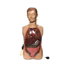 PVC Nursing Medical Manikin SC-H80: Multifunction Transparent Gastric Lavage Model