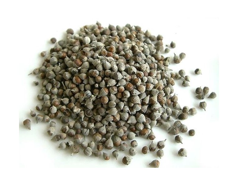 Chasteberry -Extrakt Chasteberry extract