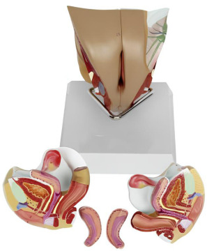 Female Anatomical Models of Internal and External Genital