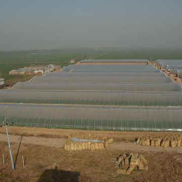 Agriculture Tunnel PE Polytunnel Greenhouse for sale