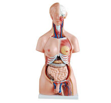 Durable Custom Educational Human Anatomy Models For School , Biology Teaching