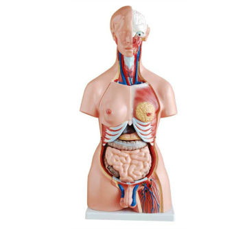 Durable Custom Educational Human Anatomy Models For School , Biology Teaching