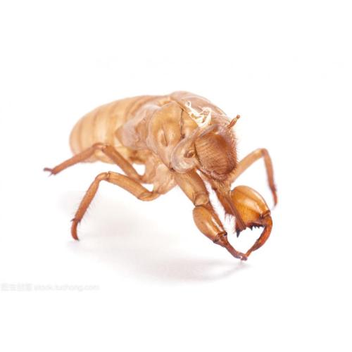 High quality cicada slough