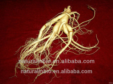 100% natural gold powder korean red ginseng extract