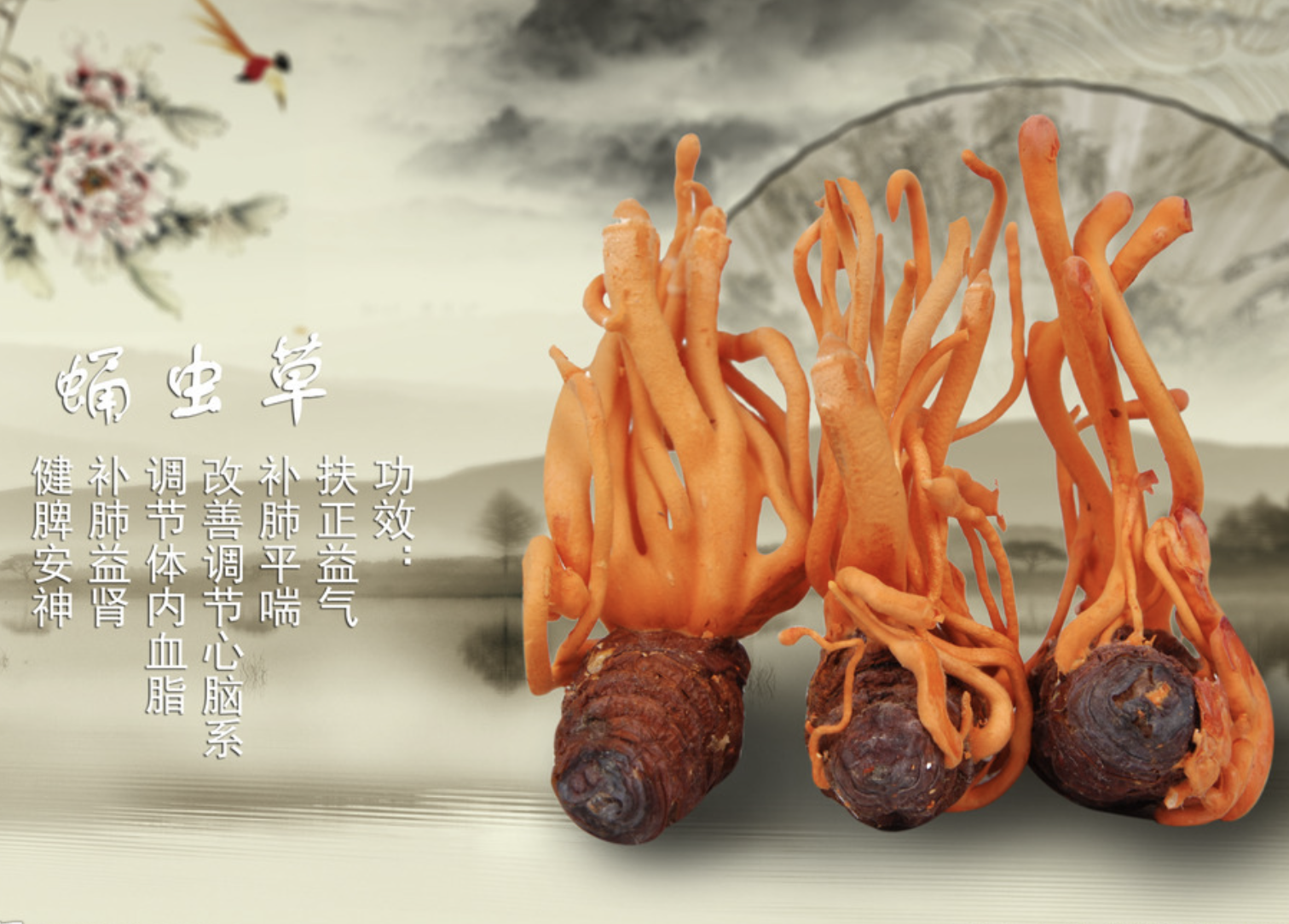 Порошок полисахарида кордицепса Cordyceps Polysaccharide Powder