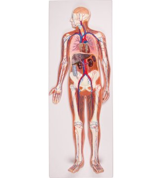 Whole Body Blood Circulatory System Model