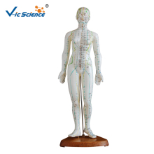 Acupuncture Model 48CM Female
