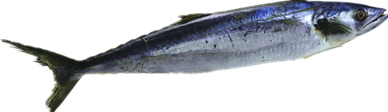 Spanish Mackerel in Good Taste