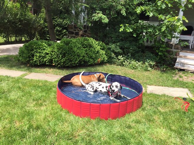  Foldable Dog Pool Dogs Swimming Pools Bathing Tub