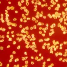 industry synthetic diamond