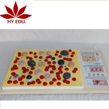 Factory-Direct Medical Model Human Blood Cell Model