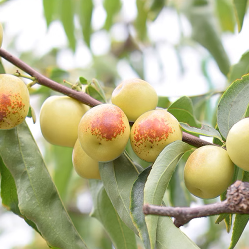 Φρέσκα φρούτα jujube προς πώληση