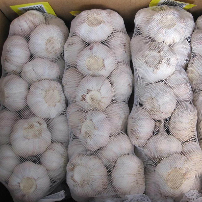 Fresh Red Garlic Bulb is Provided Mesh Bag