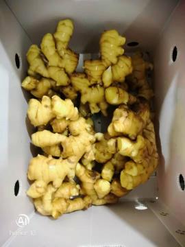New Crop Fresh Ginger