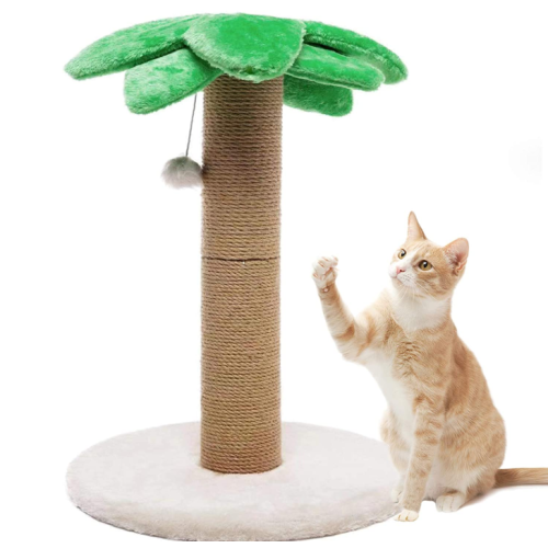 Kleine kat Krabbende berichten Kitty Coconut Tree