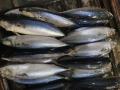 BQF Pacific Mackerel 100-200g 200-300g 300-500g