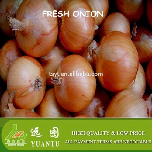 fresh onion import and export