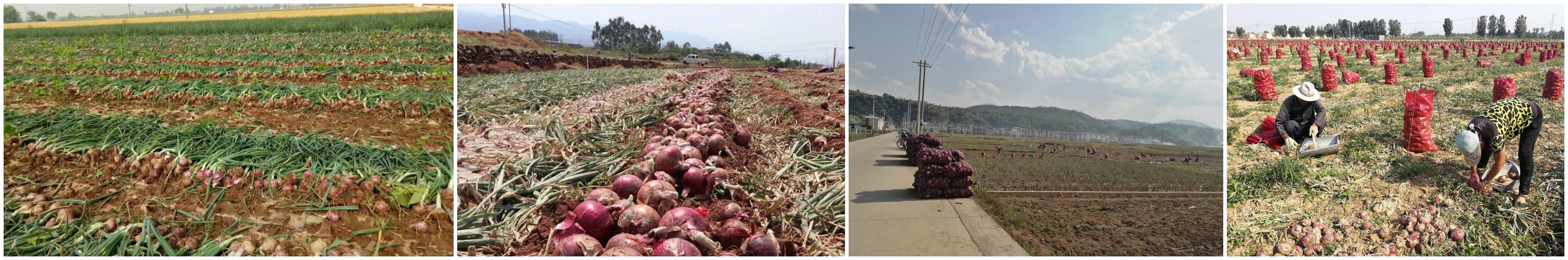 onion5 onion5