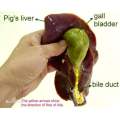 Schwein Gallbladder-Extrakt-Pulverox-Gallen-Pulver