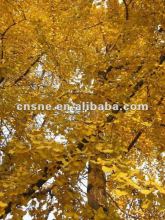 Ginkgo Biloba Leaf Extract